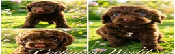 Cockapoo dogs for sale: DNA CLEAR, Merle Cockapoos, Ready 6th Novemeber - Advert 1