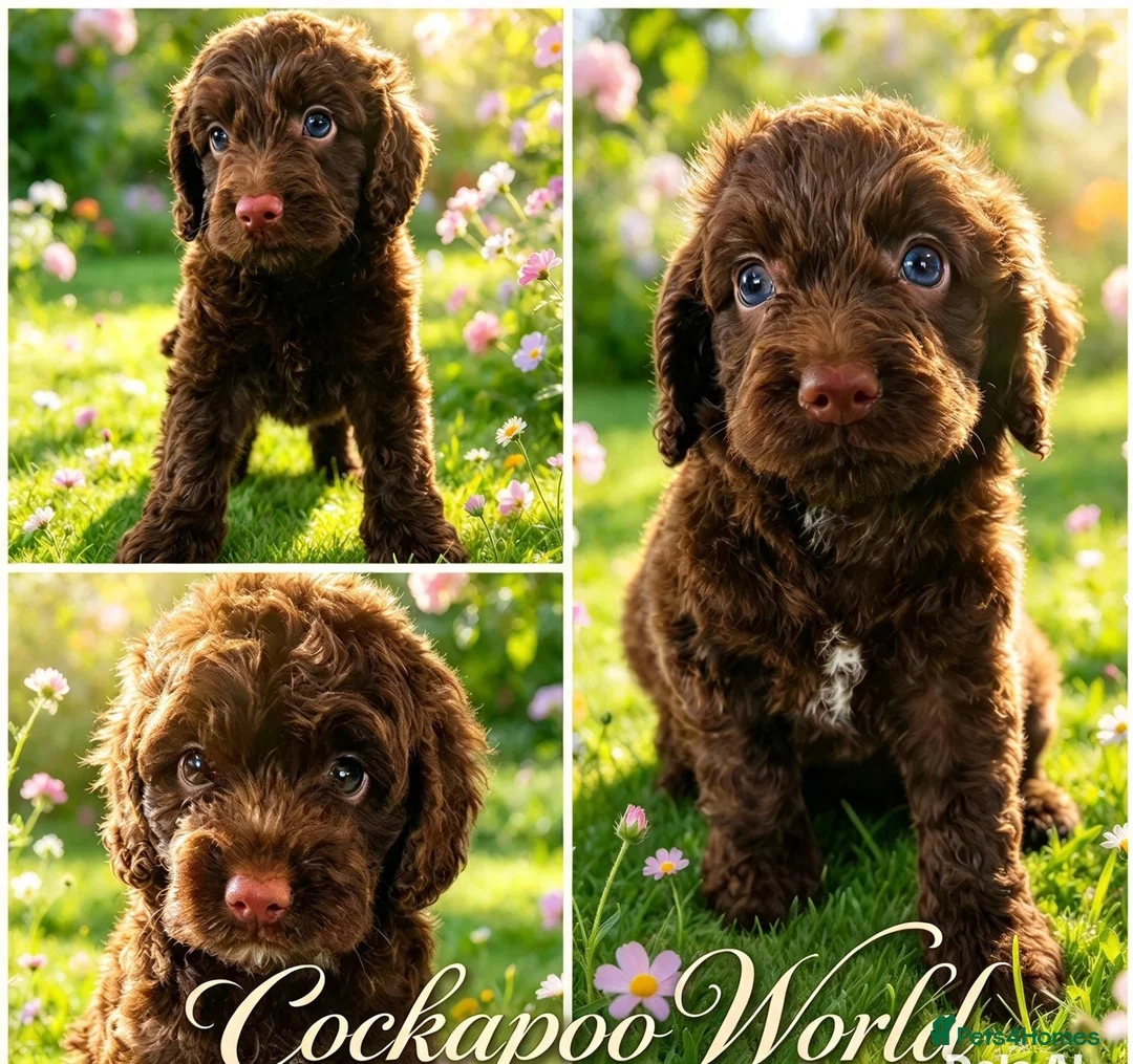 Cockapoo dogs for sale: DNA CLEAR, Merle Cockapoos, Ready 6th Novemeber - Advert 1