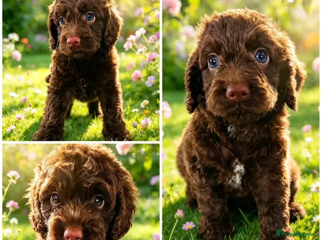 Cockapoo dogs DNA CLEAR, Merle Cockapoos, Ready 6th Novemeber - Advert 22