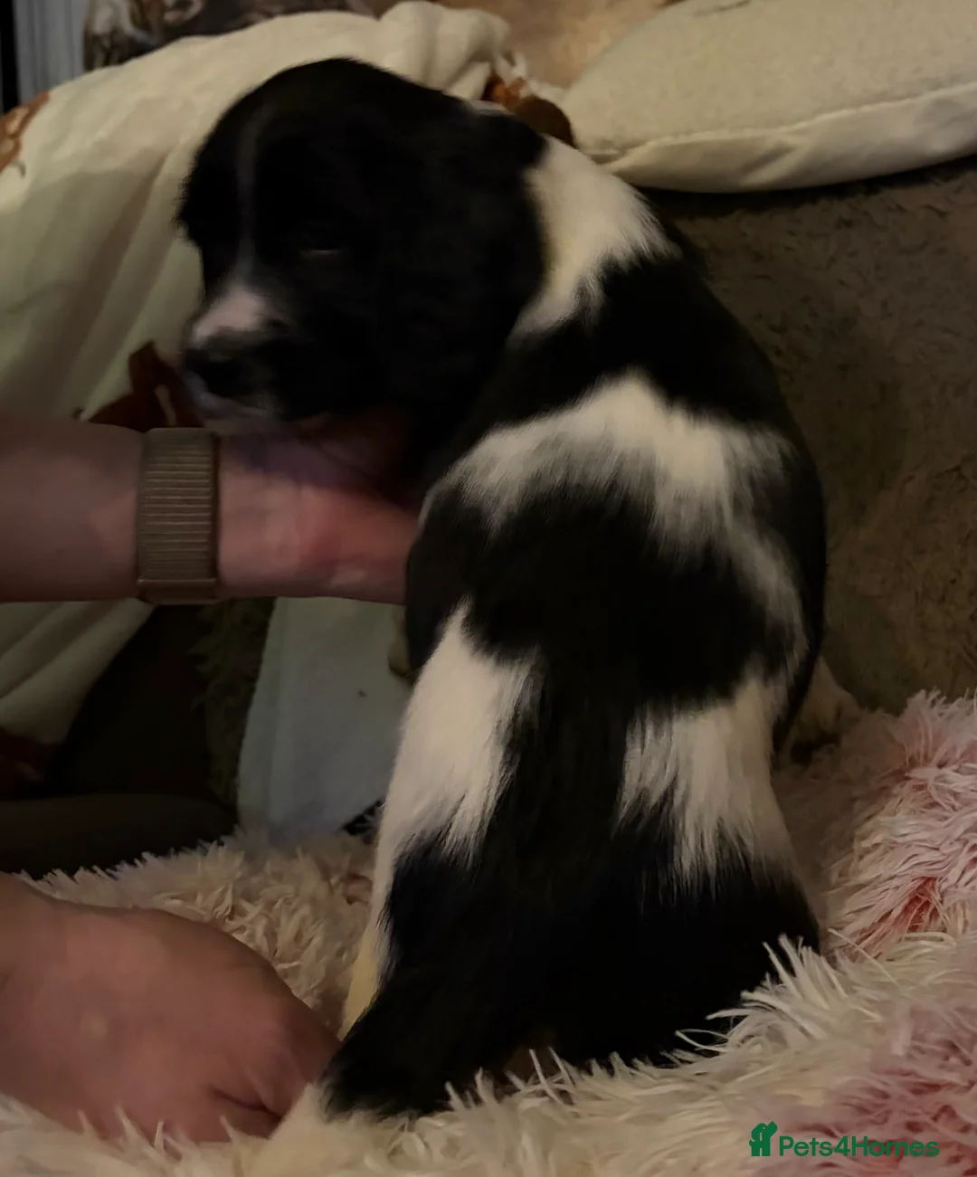 English Springer Spaniel dogs for sale: Springer Spaniel Puppies  in Redruth - Advert 3