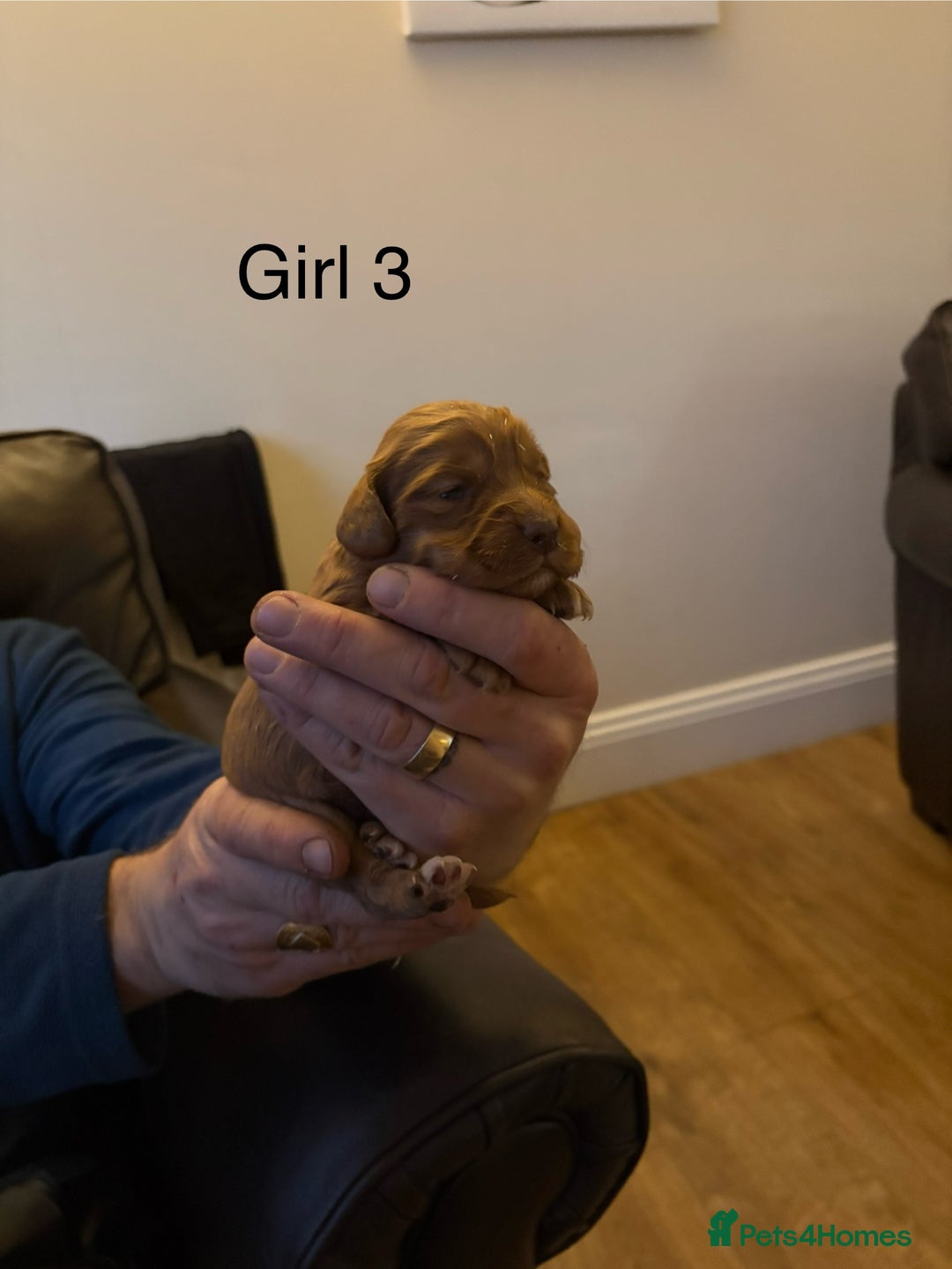 Cocker Spaniel dogs for sale: Cocker spaniels - Advert 6