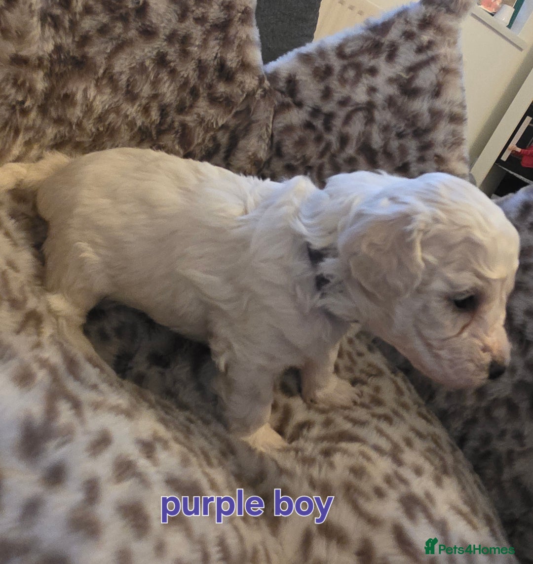 Bichon Frise dogs for sale: Bichon frise  - Advert 5