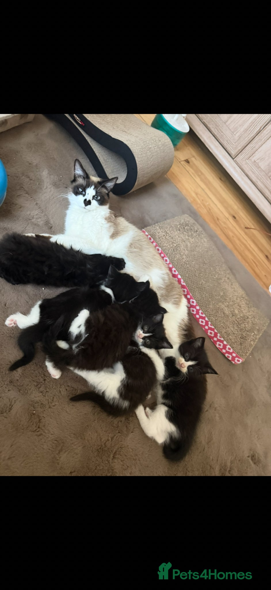 Mixed Breed cats Snowshoe kittens  - Advert 8