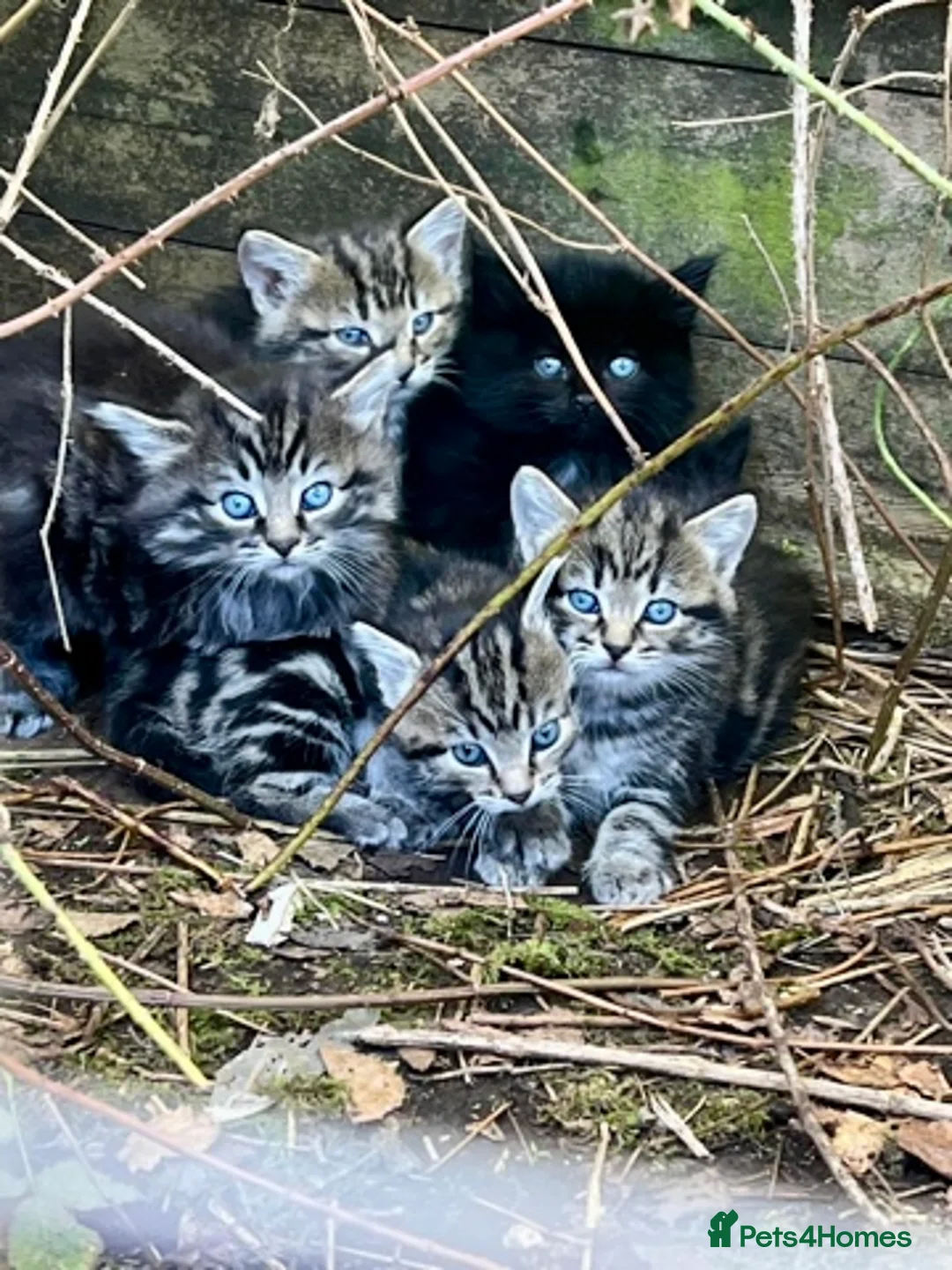 Mixed Breed cats for sale: Gorgeous silver & black tabby kitten needs love.  - Advert 2