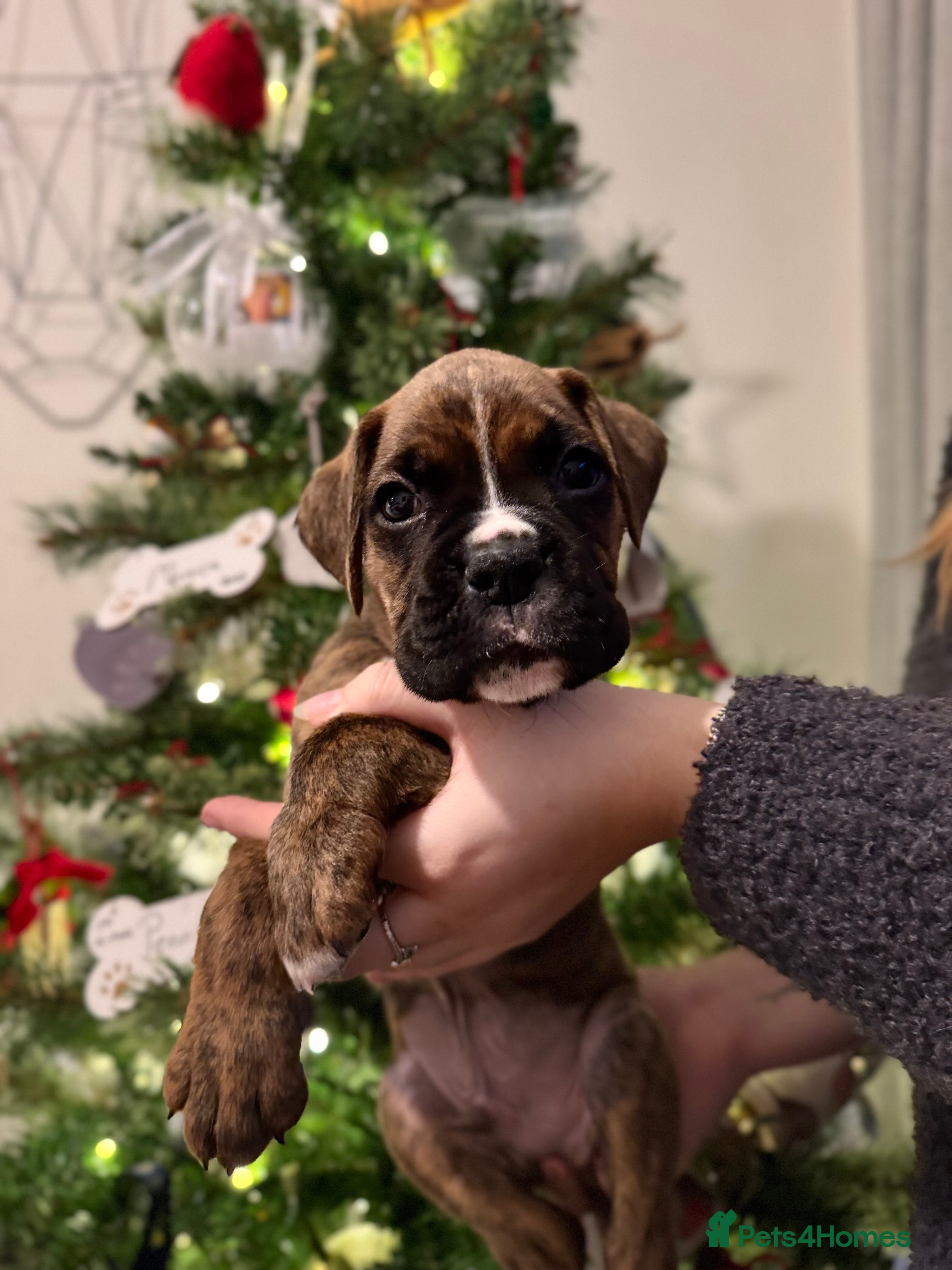 Boxer dogs UPDATED PHOTOS Boxer Puppies AVAILABLE IN 2 weeks  - Advert 5