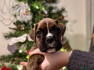 Boxer dogs UPDATED PHOTOS Boxer Puppies AVAILABLE IN 2 weeks - Advert 5