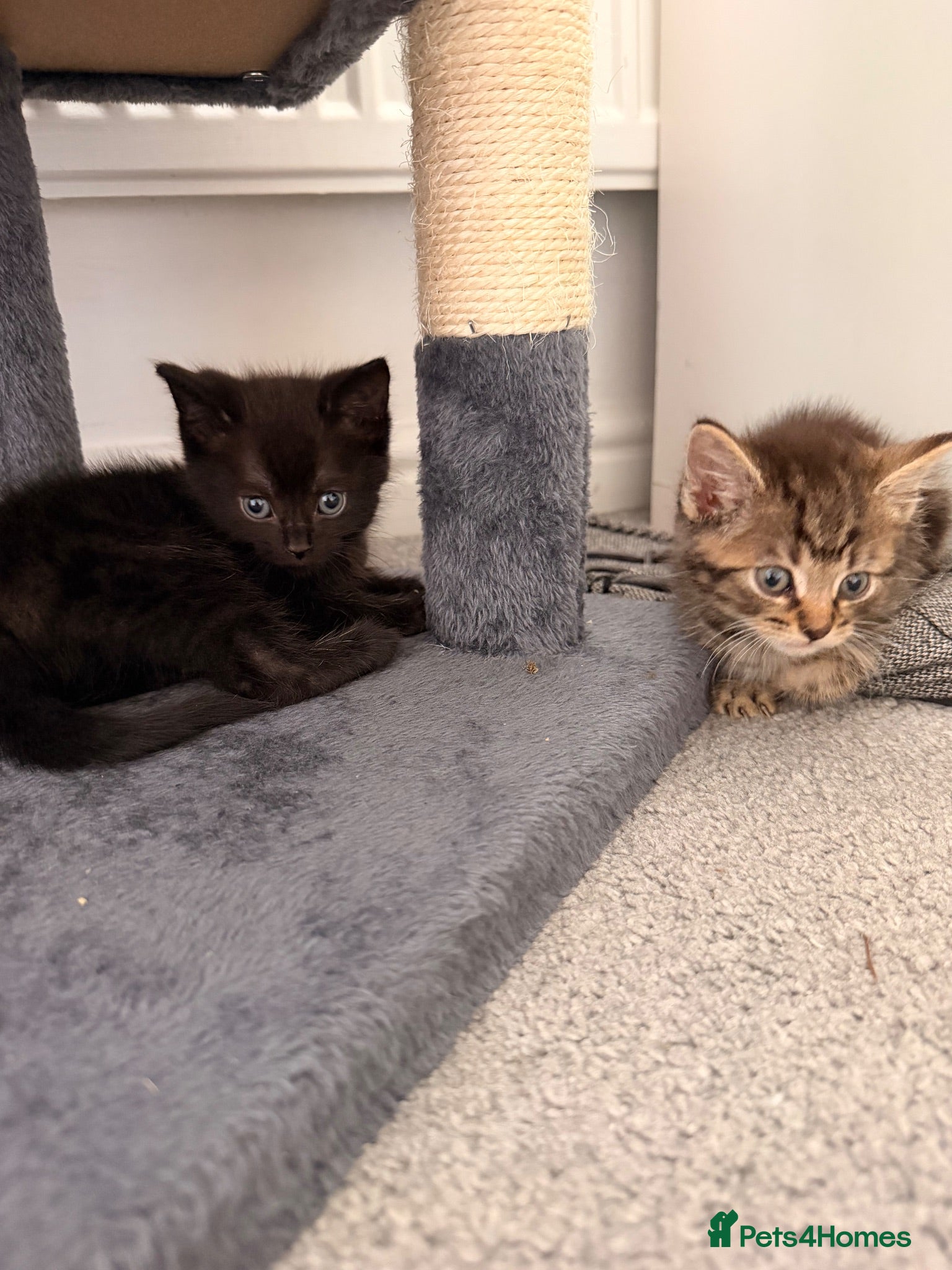 Mixed Breed cats Long Haired Main Coon Cross - Advert 2