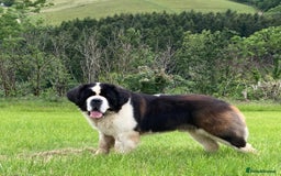 Saint Bernard dogs for sale: Stunning KC reg Saint Bernard puppies  - Image 19