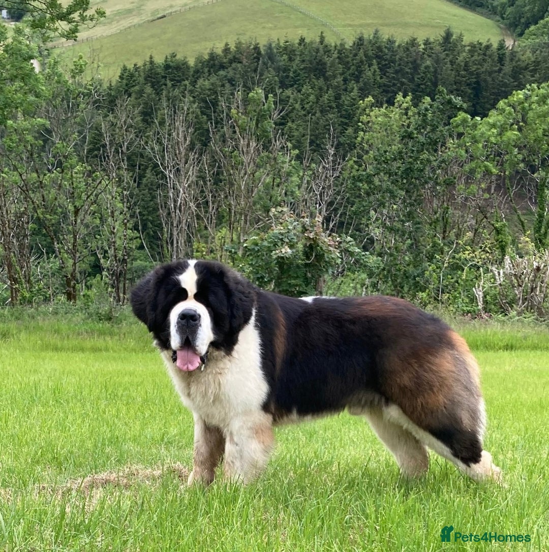 Saint Bernard dogs for sale: Stunning KC reg Saint Bernard puppies  - Image 19