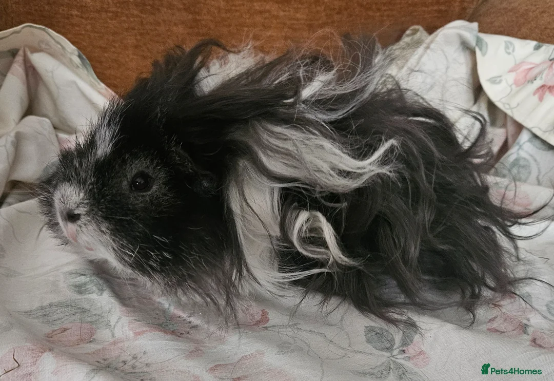 Guinea Pig rodents for sale: ❤️PET HOME ONLY ❤️ - Advert 4