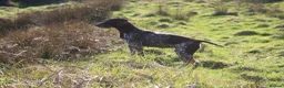 German Shorthaired Pointer dogs for sale: KC German Shorthaired Pointer Puppy in Porth - Advert 8