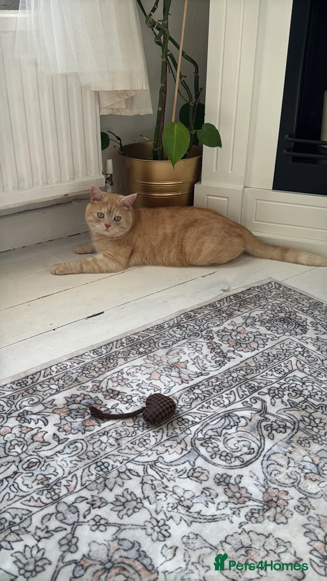 Brazilian Shorthair cats for sale: Golden BSH male  - Advert 2