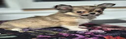 Chihuahua dogs for sale: Amazing Tiny Longcoat Chihuahua Puppies - Advert 5