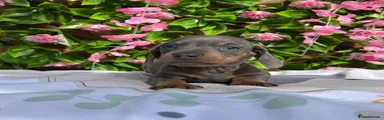 Miniature Dachshund 3