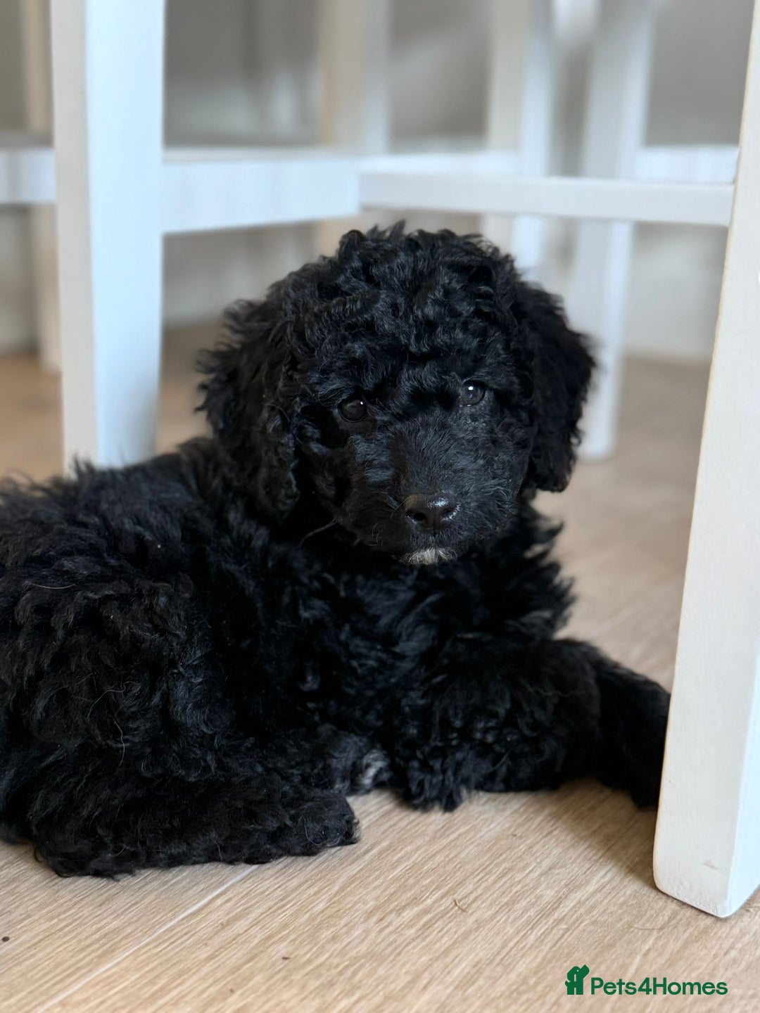 Labradoodle dogs for sale: READY NOW🧸Micro Miniature Teddybear Labradoodles  - Advert 12