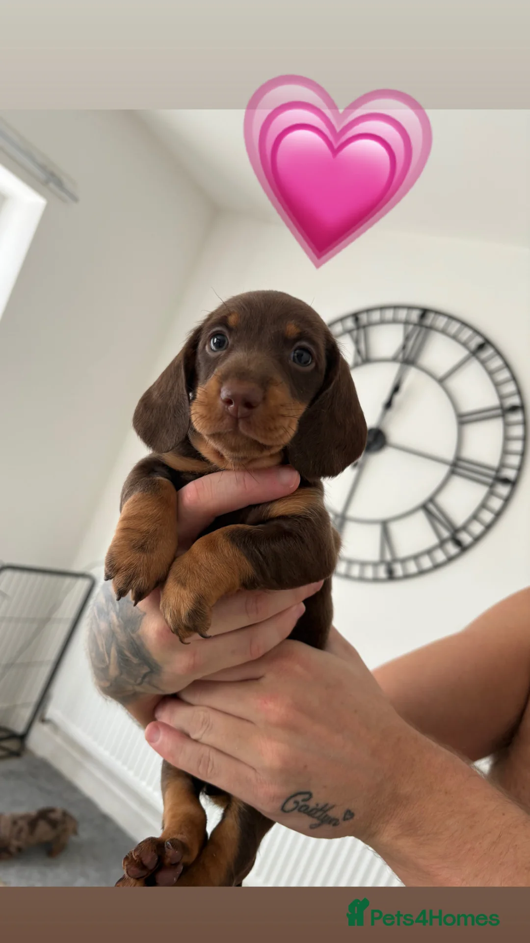 Dachshund dogs for sale: Standard Dachshund puppies   - Advert 2