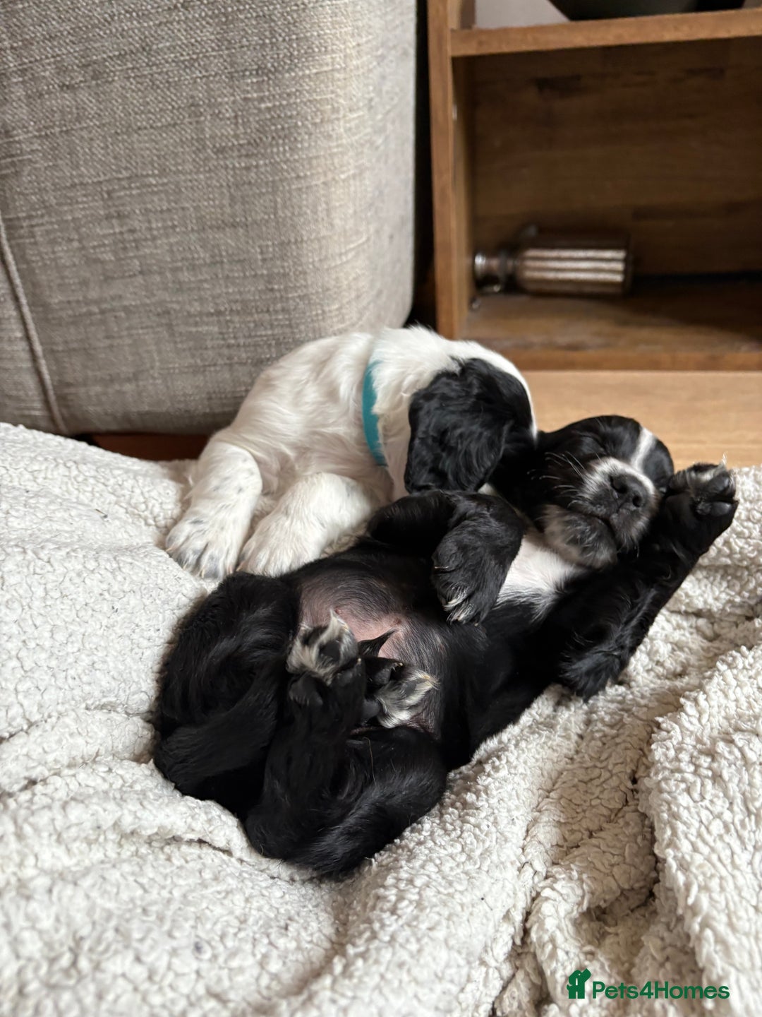 Cocker Spaniel dogs for sale: KC Registered Working Cocker Spaniel puppies - Image 6