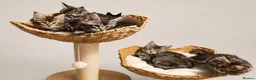 Maine Coon cats for sale: Show quality Maine coon kittens - Advert 18