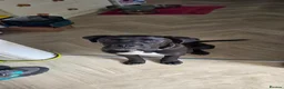 Cane Corso dogs for sale: 6 months old cane corso female - Advert 2