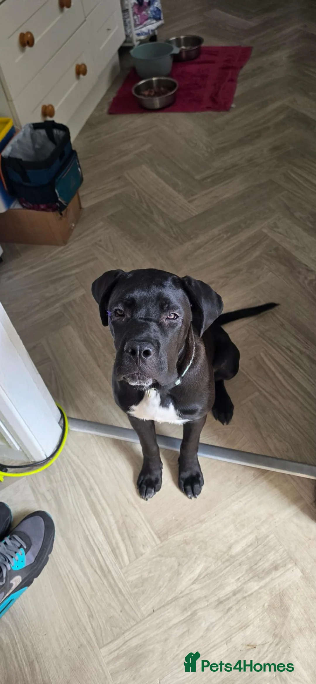 Cane Corso dogs for sale: 6 months old cane corso female - Advert 2
