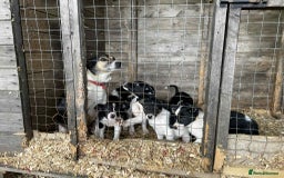 Smooth Collie dogs for sale: Collie pups - Image 8