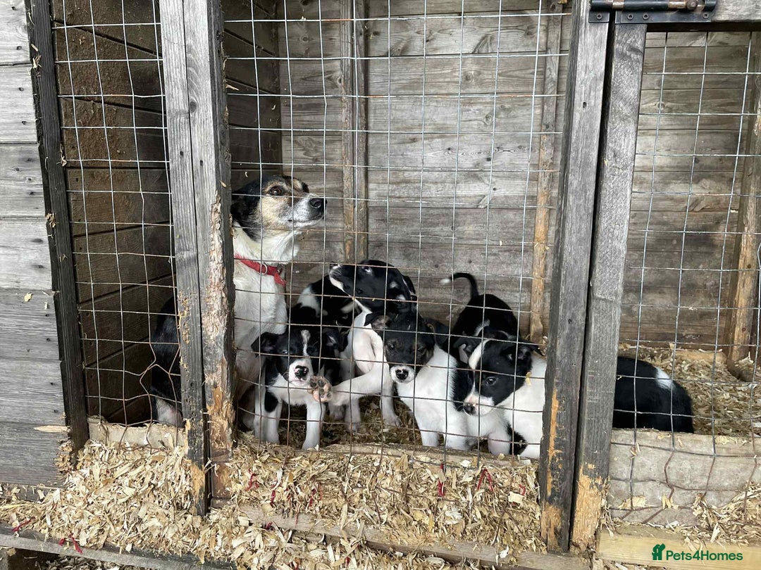 Smooth Collie dogs for sale: Collie pups - Image 8