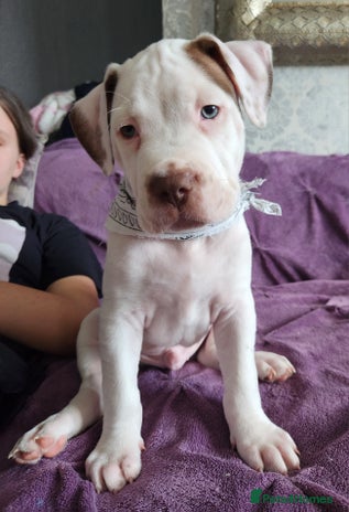 Mixed Breed dogs in Dagenham - Advert 1