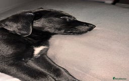 Goldador dogs for sale: male goldador puppy for sale  - Advert 8