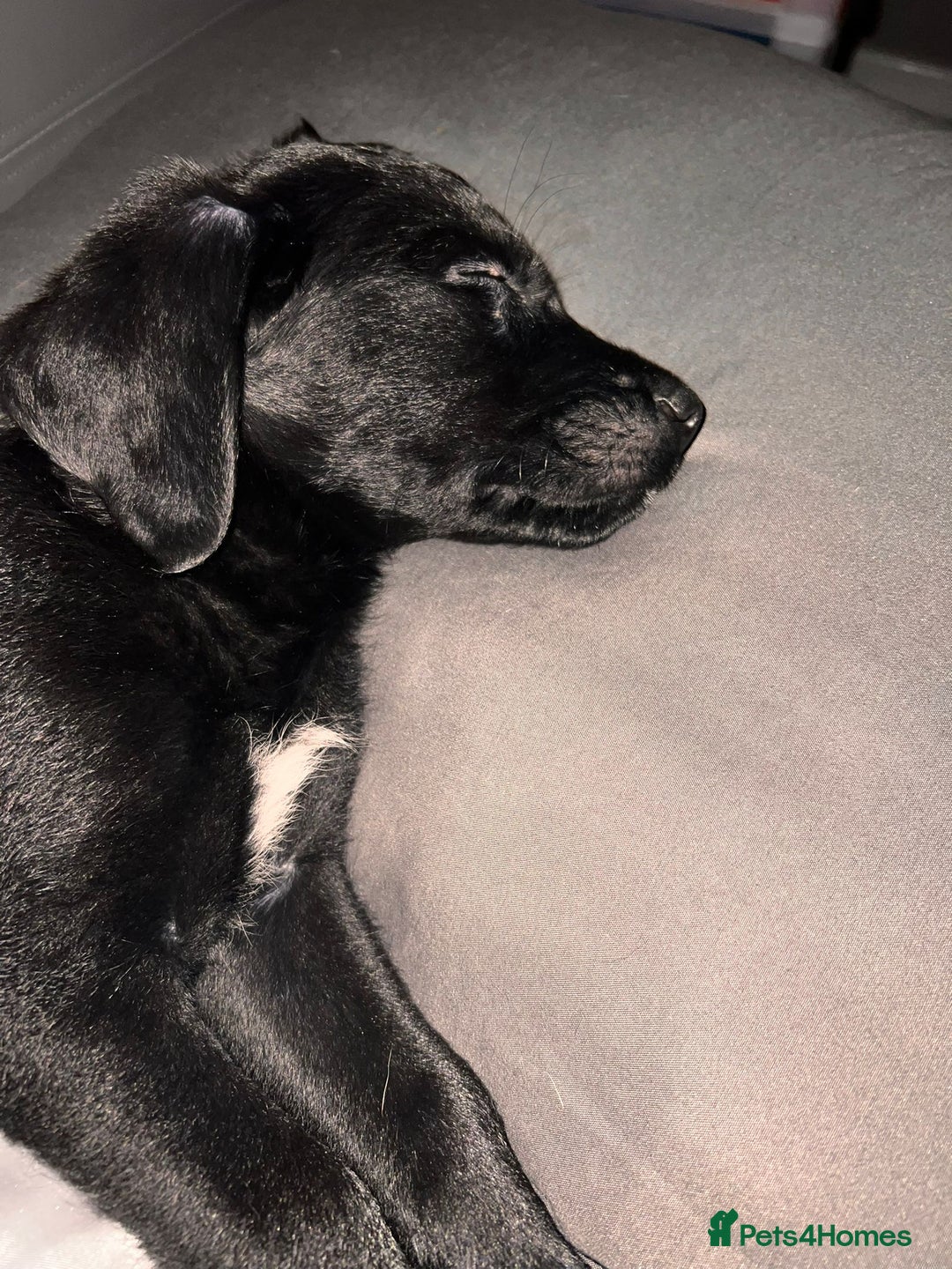 Goldador dogs for sale: male goldador puppy for sale  - Advert 8