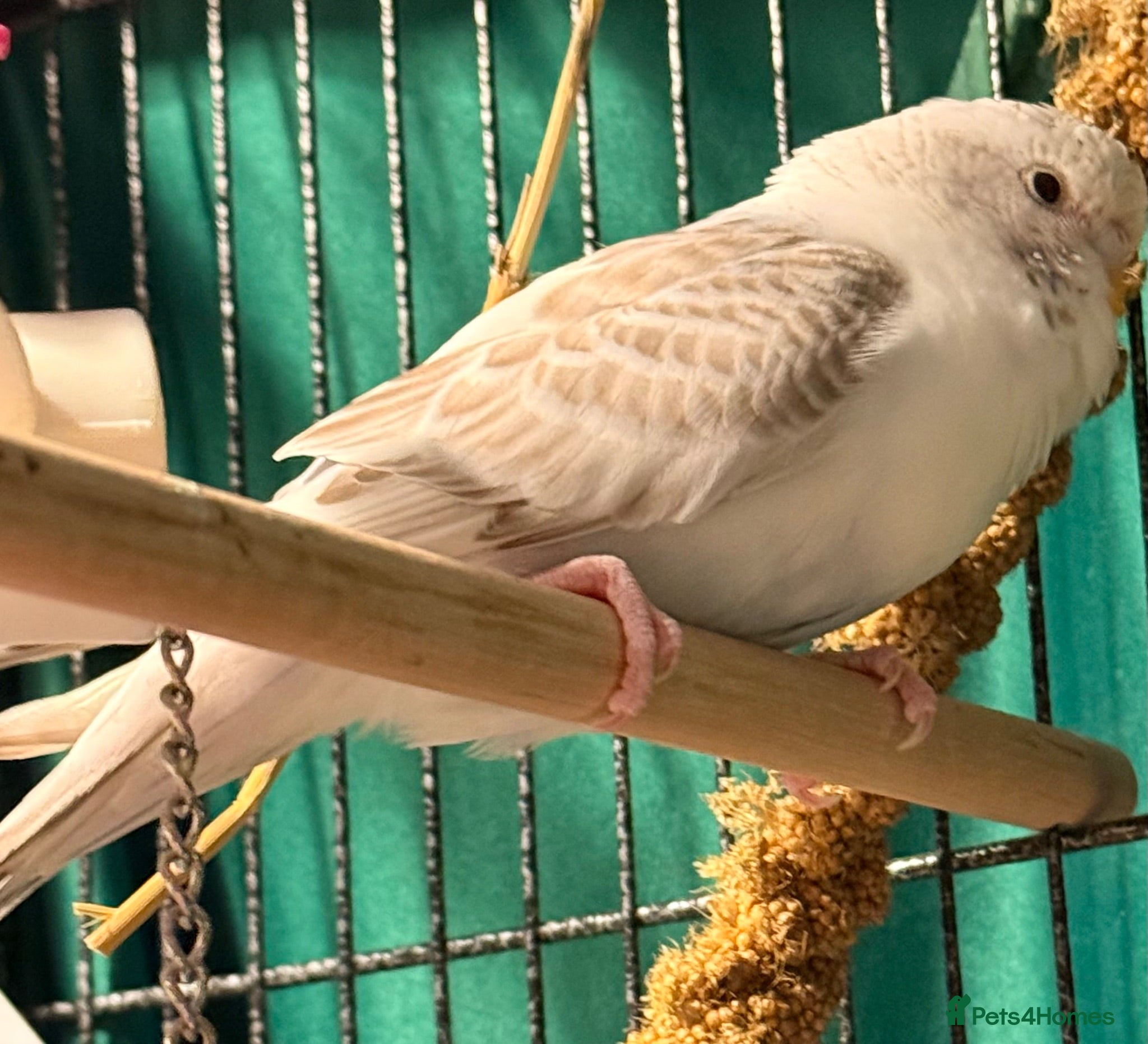 Budgerigars birds  Beautiful 9 week old budgies available  - Advert 2