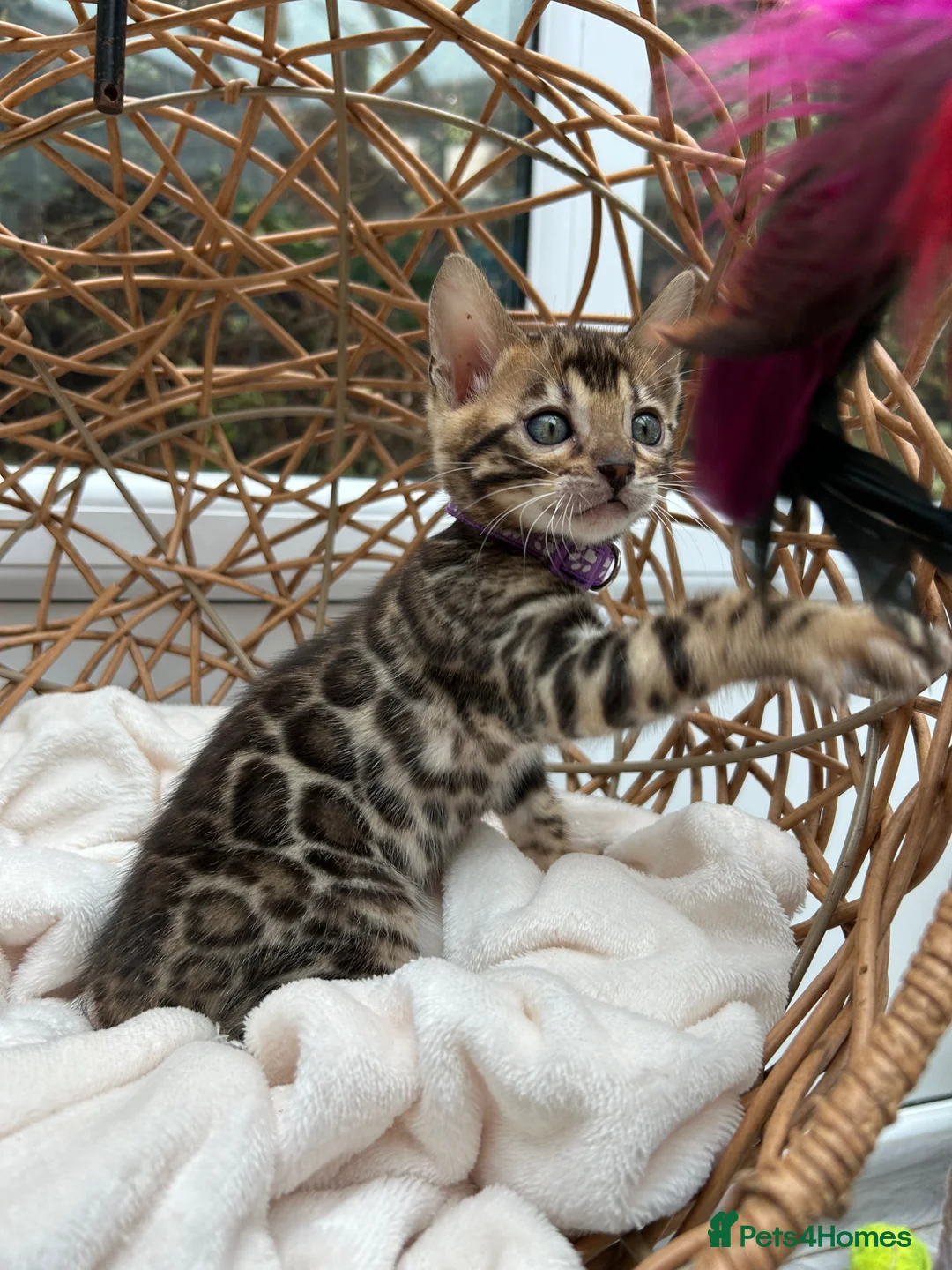 Bengal cats for sale: ❤️ Gorgeous Pure Bengal Babies! ❤️ - Advert 2