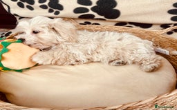 Maltipoo dogs for sale: F1 Toy Maltipoo puppys   - Image 31