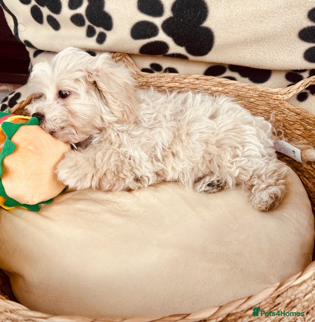 Maltipoo dogs for sale: F1 Toy Maltipoo puppys   - Image 31