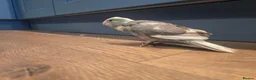Parakeets birds for sale: Kakariki babies  - Advert 9
