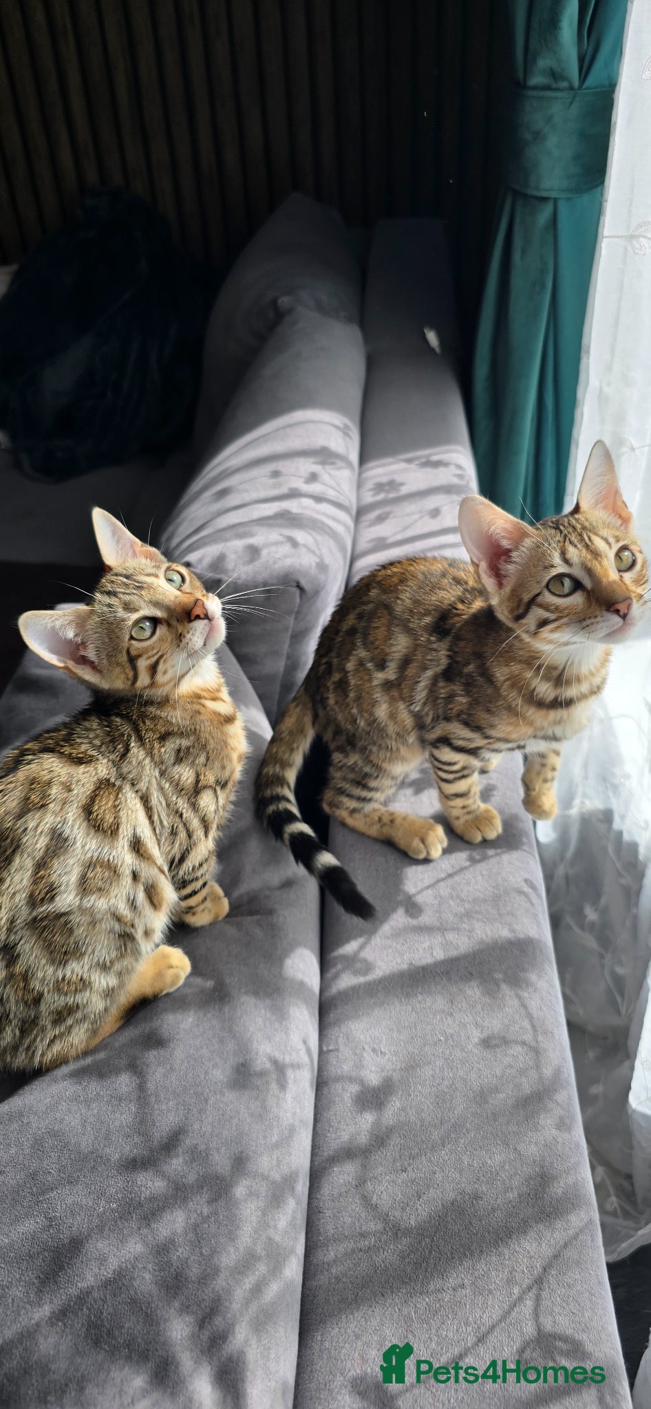 Bengal cats Ready from 30th April..Just 2 girls left - Advert 13