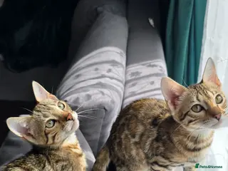 Bengal cats Ready from 30th April..Just 2 girls left - Advert 13