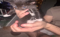 Mixed Breed cats for sale: Mixed breed kittens  - Image 19