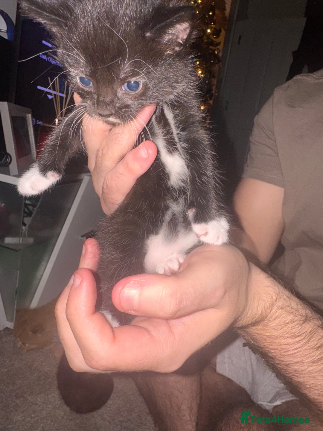 Mixed Breed cats for sale: Mixed breed kittens  - Image 19