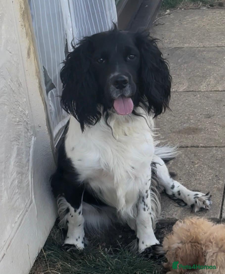 English Springer Spaniel dogs Lovely 17 Month Old Neutered Male  - Advert 8