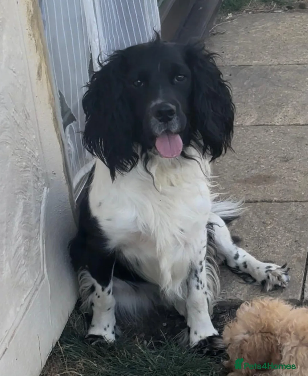 English Springer Spaniel dogs for sale: Lovely 17 Month Old Neutered Male  - Advert 1