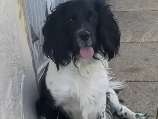 English Springer Spaniel dogs Lovely 17 Month Old Neutered Male - Advert 8