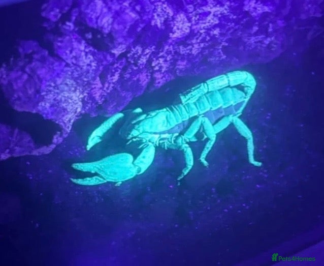 Mixed Breed reptiles Giant Asian Forest Scorpion - Advert 11