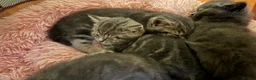 British Shorthair cats for sale: BSH cross kittens available💞 - Advert 7