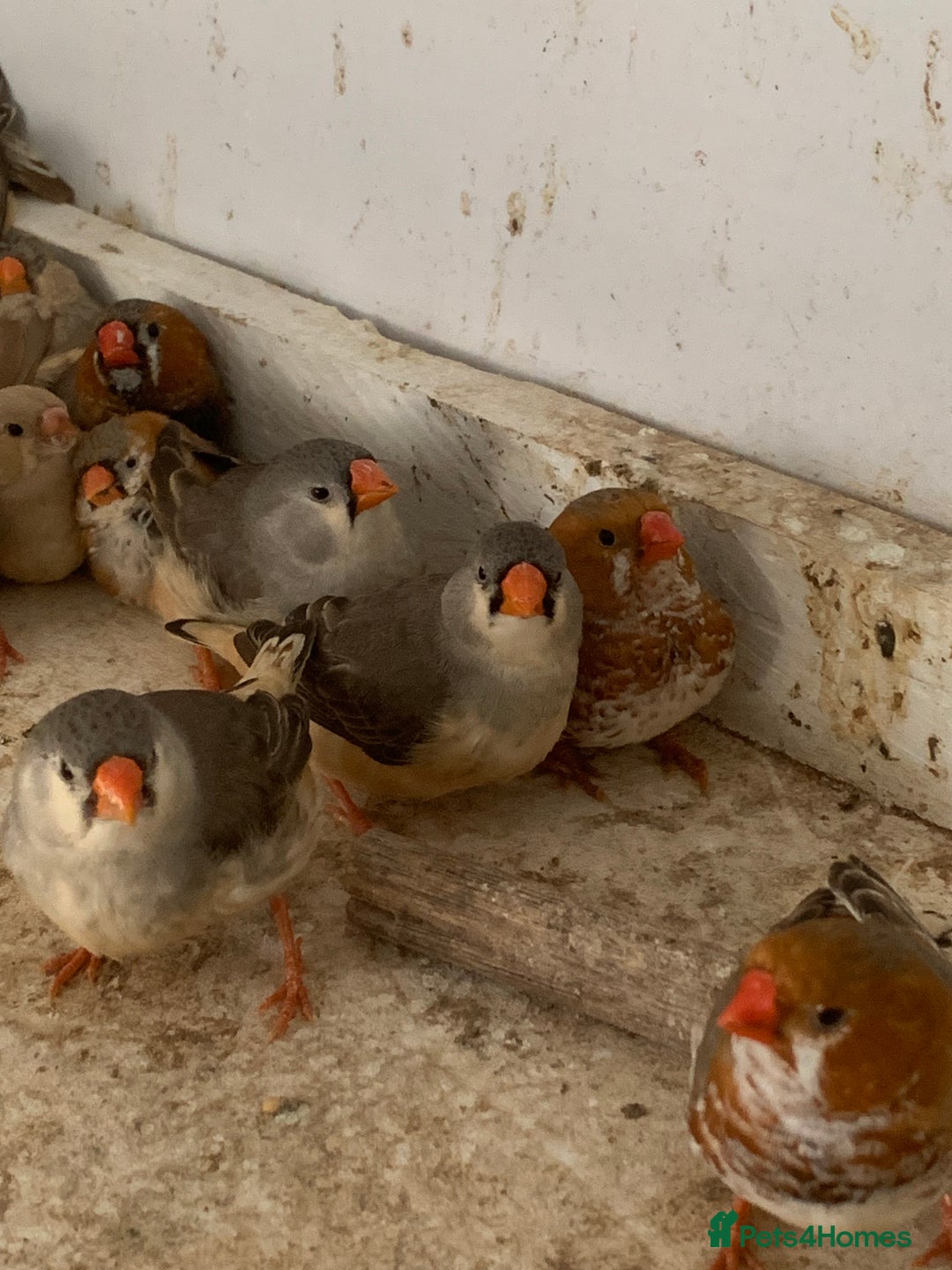 Finches birds for sale: Zebra finches - Image 2