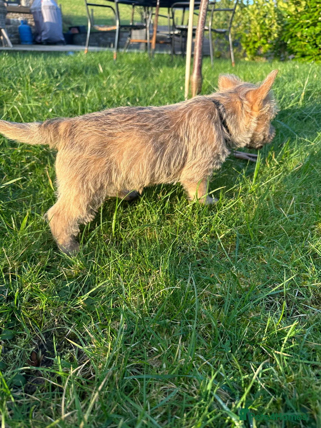 Cairn Terrier dogs for sale: Quality Beautiful KC Reg Cairn Terrier Puppies.  - Advert 18