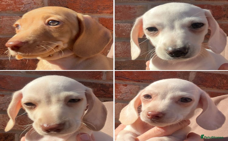Miniature Dachshund dogs - Advert 1