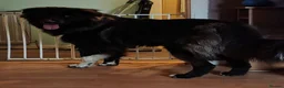 Caucasian Shepherd Dog dogs for sale: ***FERN RESCUE* 1 YR OLD CAUCASIAN SHEPARD in Glasgow - Advert 16