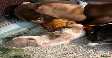 Miniature Dachshund dogs - Advert 4