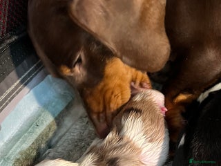 Miniature Dachshund dogs for sale - Advert 1