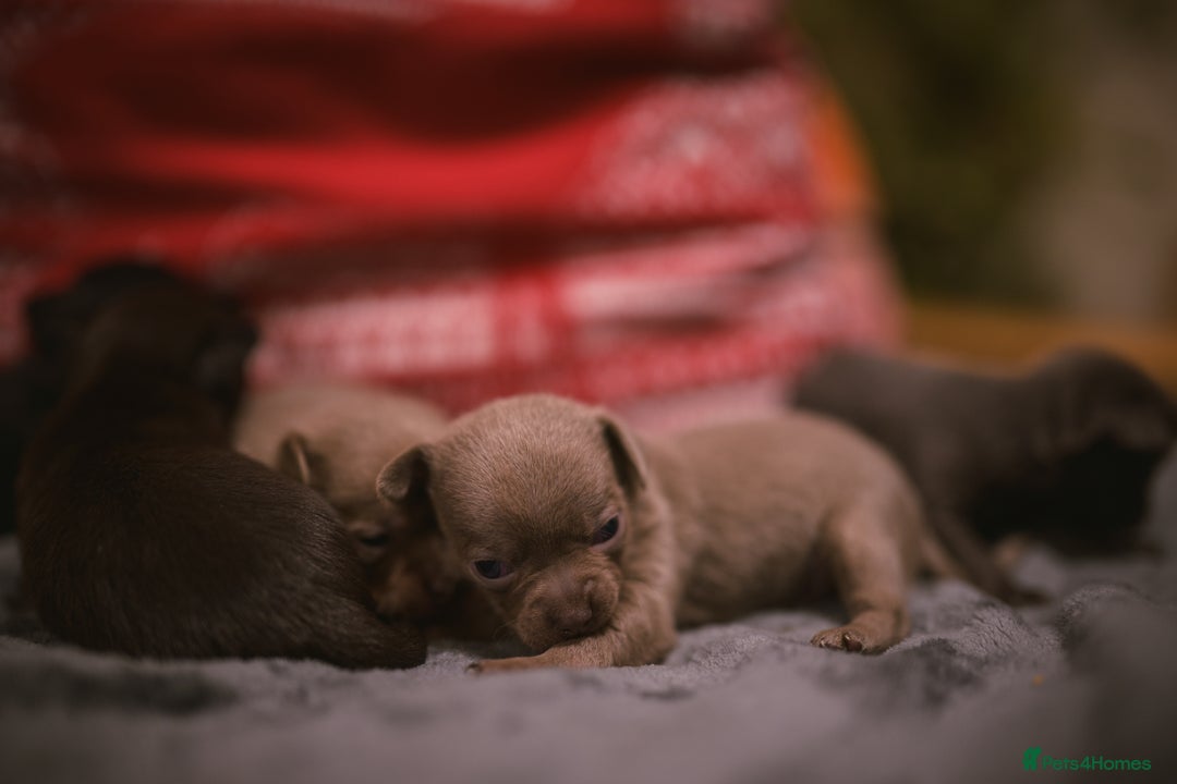 Chihuahua dogs for sale: KC Reg short-hair Chihuahua apple-headed puppies - Advert 21